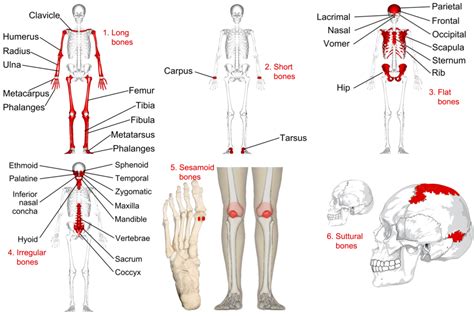 Categorizing Bones by Shape | Human Anatomy and Physiology Lab (BSB 141 ...