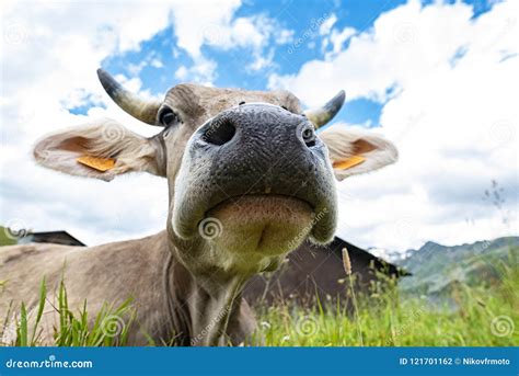 Cow face close-up stock photo. Image of bovine, blue - 121701162