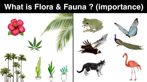 what is flora and fauna ? | importance | in Hindi - YouTube