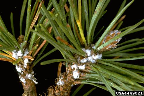 pine bark adelgid (Pineus strobi ) on eastern white pine (Pinus strobus ...