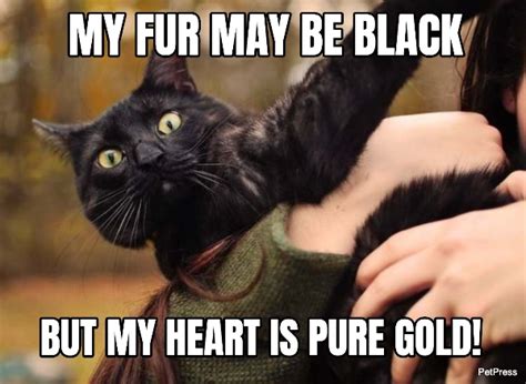 Top 15 Black Cat Memes That Are Terrifyingly Funny!