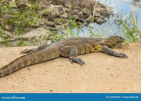 Nile monitor lizard stock photo. Image of nature, national - 152995356