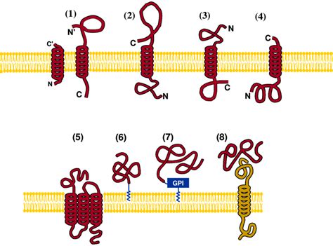 Types Of Membrane Proteins