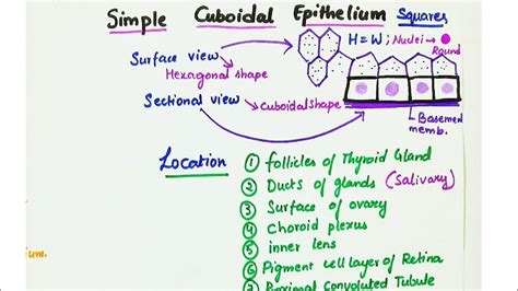 Simple Cuboidal Epithelium Location