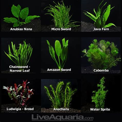 Types of live aquarium plants | Freshwater aquarium plants, Planted ...