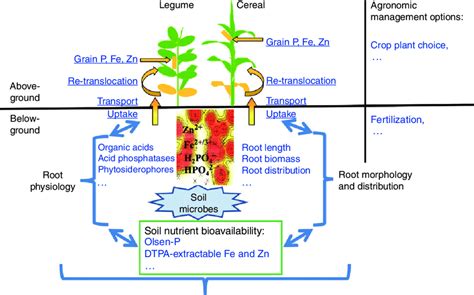 Summary overview of soil/rhizosphere-plant processes involved in P, Fe ...