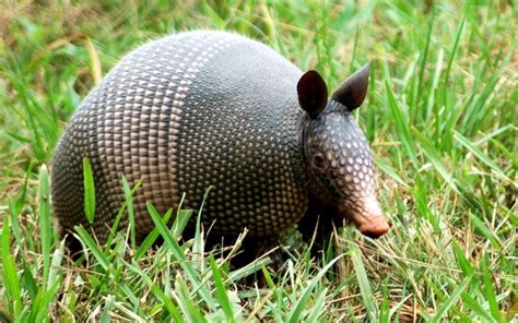 Nine Banded Armadillo in Texas. | My Texan Home... | Pinterest