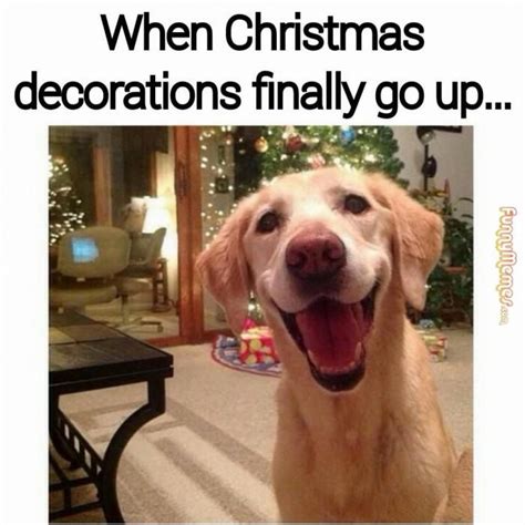 Dog memes – When Christmas decorations go up | Christmas memes funny ...