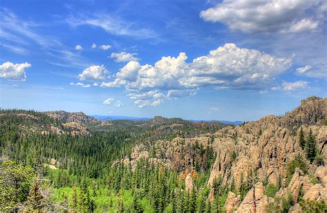 Forests in the Black Hills in Custer State Park, South Dakota image ...