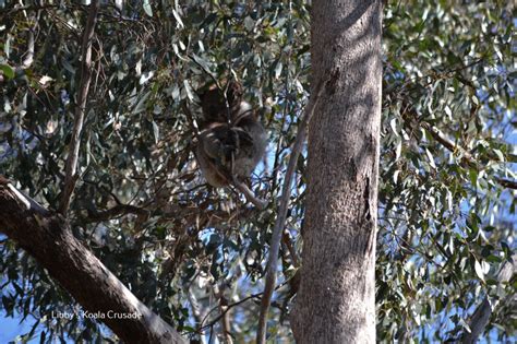 Murray River Wildlife - Libby's Koala & Wildlife Crusade Inc.