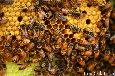 Split Hive Success! Keeping Backyard Bees