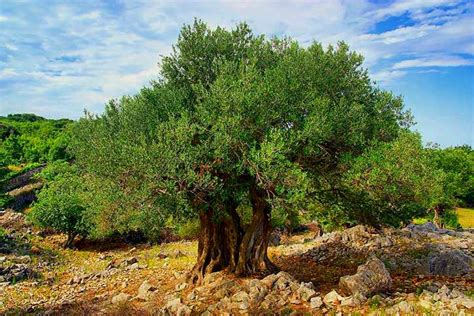 Origins of Domesticated Olive Tree Revealed