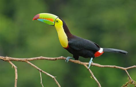 Wallpaper color, eyes, colors, branch, beak, Toucan, eye, branch ...