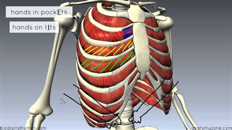 Rib Cage Muscles : The rib cage has many attachment points to other ...