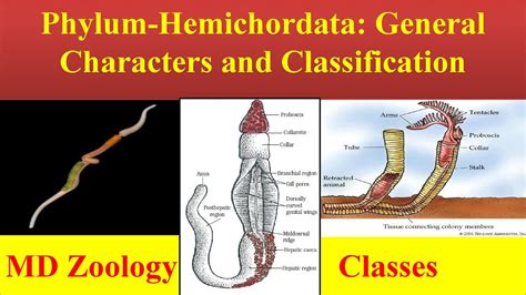 Hemichordata | Phylum hemichordata | Hemichordata General characters ...