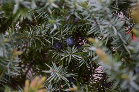 The Health Benefits Of Juniper Berries: A Natural Gem