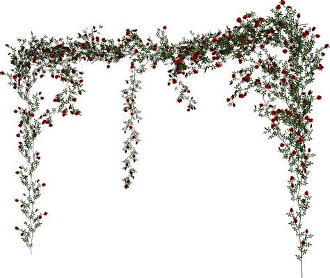 Beach rose Vine - Rose Vine png download - 2874*2428 - Free Transparent ...