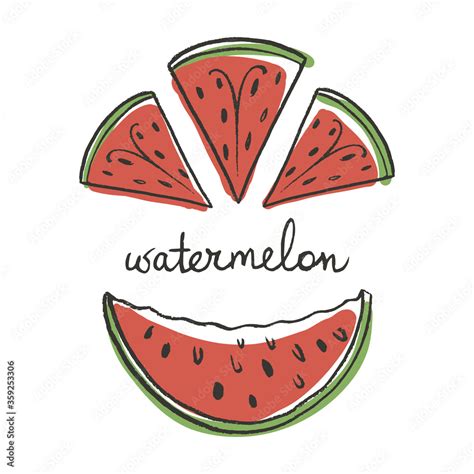 Watermelon slices. Colorful pencil line sketch collection of fruits and ...