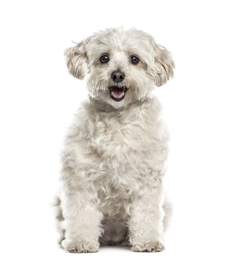 Havanese Dog Breed Facts & Information | Cuteness