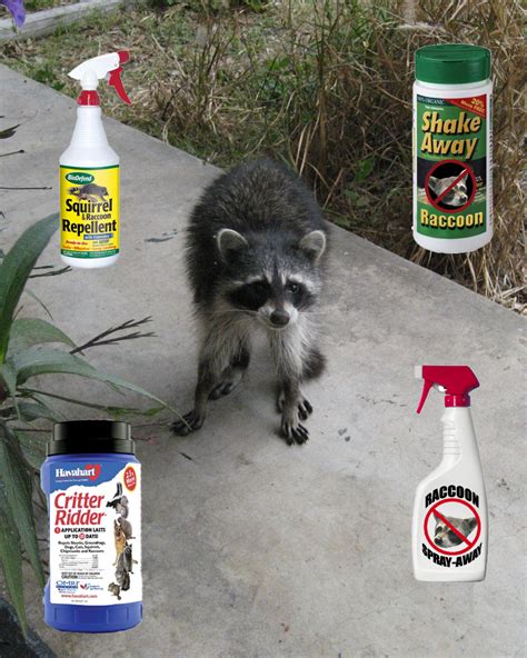 Raccoon Deterrent