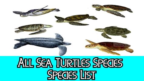 All Sea Turtles Species - Species List - YouTube