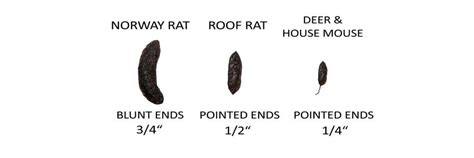 Rodent Droppings Identification Chart