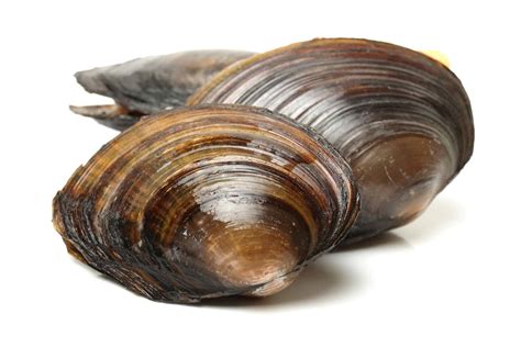 Freshwater Clams: The Many Different Kinds With Their Care Guides