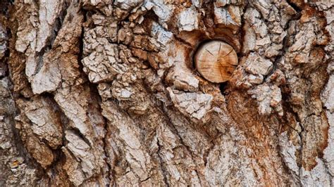 Interesting Cottonwood Bark Stock Image - Image of tree, western: 107204231