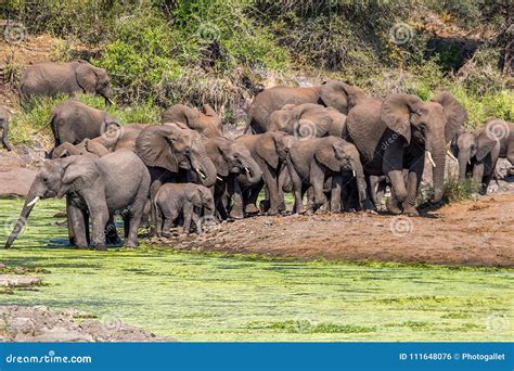 A Herd of Elephants in the Kruger National Park Stock Photo - Image of ...