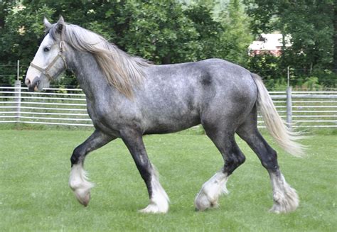 fbistan.com | Horses, Big horses, Beautiful horse pictures