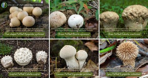 Giant Puffball Mushrooms Identification | Calvatia Gigantea