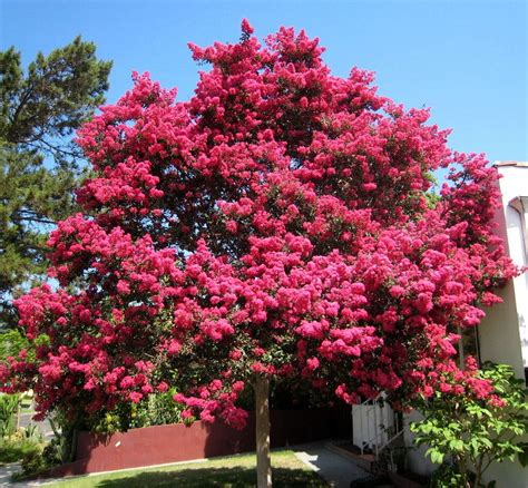 Red Supply Solution Crape Myrtle, Lagerstroemia Indica, Tree Seeds ...