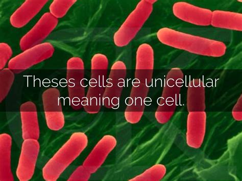 Domain Bacteria Examples