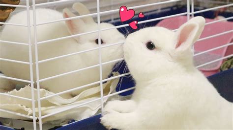 The first kiss of Neytiri and Jake 😍 - Rabbit Videos