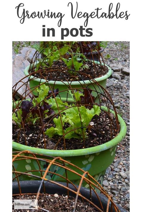 Growing Vegetables In Pots - small container garden