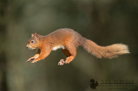 How I Got the Shot: "Jumping Red Squirrel", Will Nicholls