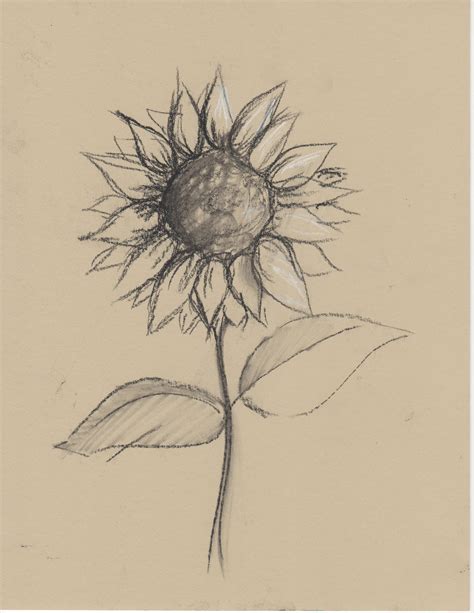 Creator's Joy: Sunflower Still Life Drawing Lesson