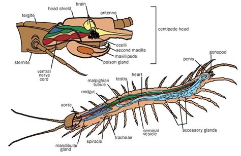 Centipede Diagram