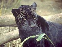 Panther Facts for Kids | KidzSearch.com