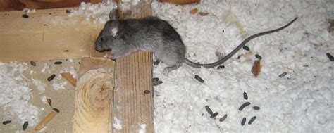 How to stop a rat infestation and signs you have one | CityPests.com