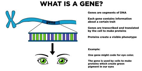 Gene — Definition & Role in Inheritance - Expii