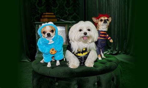 Best Halloween TV and Movie Character Costumes for Dogs BeChewy