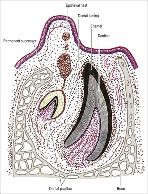 2: Tooth organogenesis, morphology and physiology | Pocket Dentistry