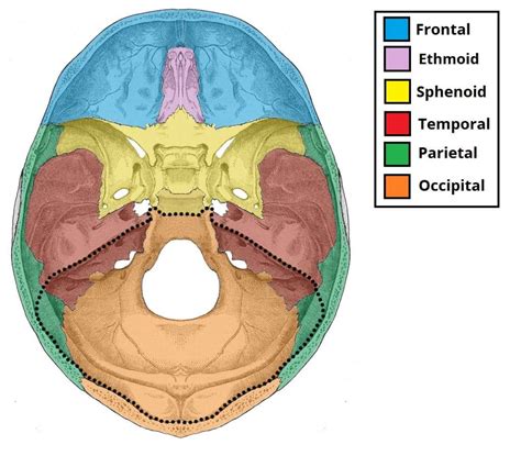 Posterior Cranial Fossa - Boundaries - Contents - TeachMeAnatomy