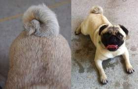 Pug Tails | Wagging, Curling, Limp and Other Tail Issues