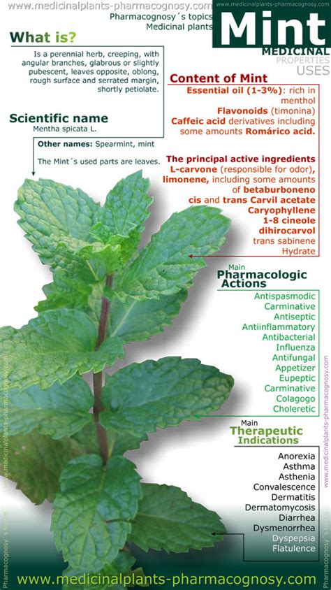 Mint benefits. Infography - Pharmacognosy - Medicinal Plants