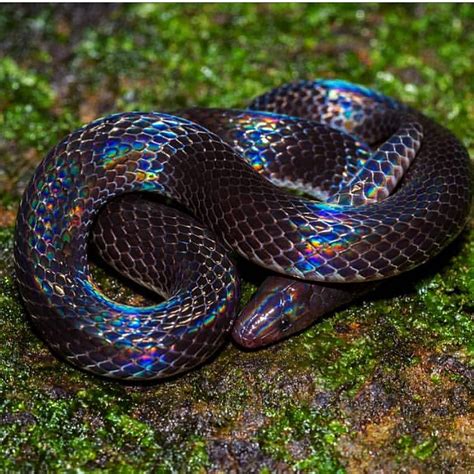 Iridescent Snakes are so beautiful! This Geophis downsi or “Savage’s ...