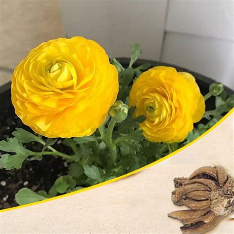 Buy Ranunculus Flower Bulbs online from Nurserylive at lowest price.