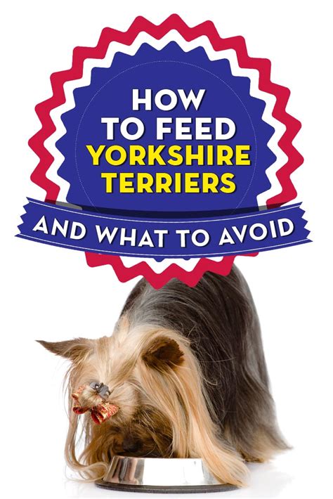 Best Dog Food for Yorkies: How & What to Feed Yorkshire Terriers? – Top ...