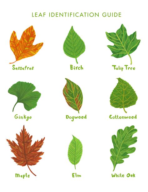 Printable Tree Leaf Identification Chart